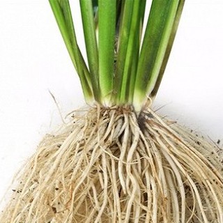 Phân Bón Lá Ra Rễ Comcat 150WP Gói 7.5g