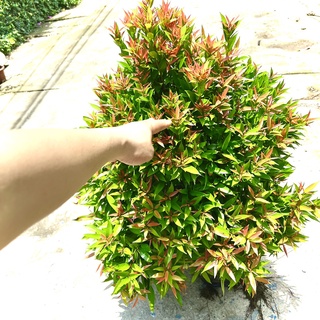 Cây hồng lộc cao 1m (Ảnh thật).