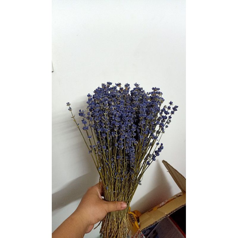 Bó hoa lavender oải hương khô 400 cành tím nhập Pháp FREE SHIP