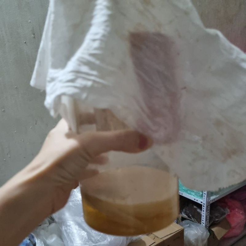 Giấm kombucha -con giống khoẻ -nấm thuỷ sâm