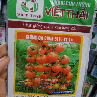 Hạt giống cà chua bi F1