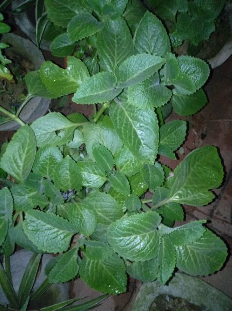 Cây húng chanh 1 cây