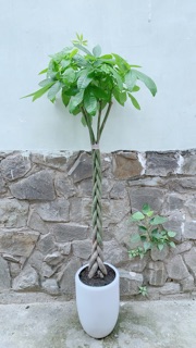 Chậu Cây Kim Ngân Thắt Bính Cao