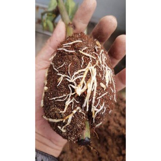 KÍCH RỄ SIMAKA _Phân bón kích rễ