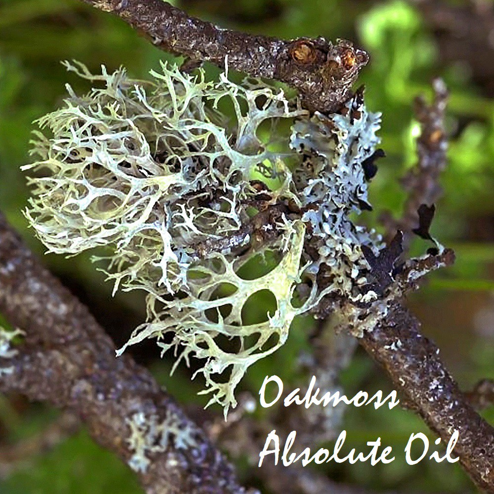 (Absolute) Tinh dầu rêu sồi tuyệt đối Oakmoss Essential Oil