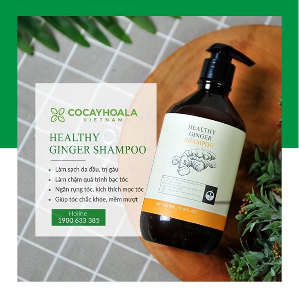 Dầu gội  🍀FREESHIP🍀 Dầu Gội Thiên Nhiên Chứa vụn Gừng Tươi Cocayhoala 500ml[dau goi ]