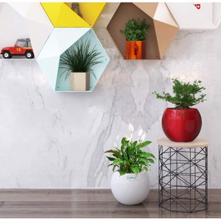 Chậu sơn hình cầu 20*20*16cm - Chậu tự dưỡng cao cấp Catleza