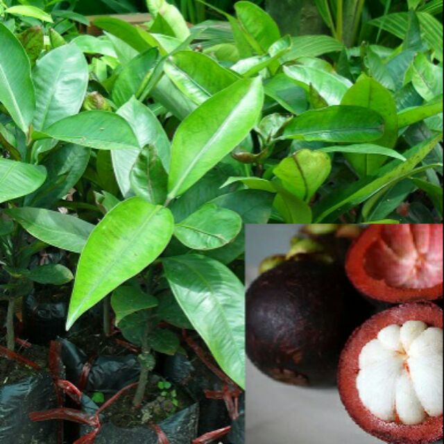 Cây giống măng cụt