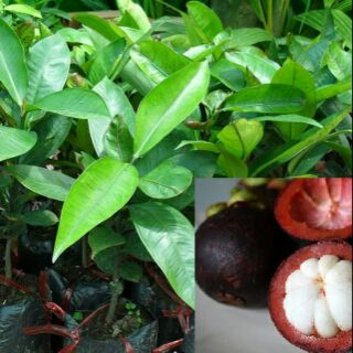 Cây giống măng cụt