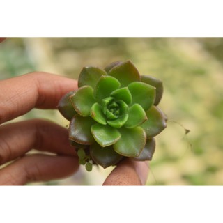 Sen đá xanh ngọc mini 2-4cm