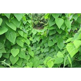 CÂY SƯƠNG SÂM láng, sâm trơn SIÊU RẺ 70-90CM RẤT KHỎE GIỐNG CHUẨN 200k tặng0.5lítdịchtrùn KHO Q11,7,9, thủđức, phú nhuậ