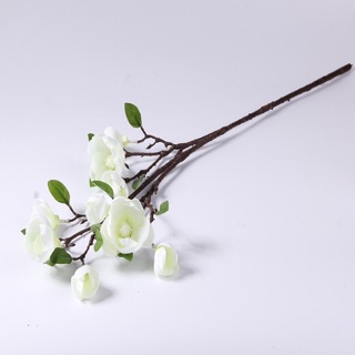 Mộc lan cành cao 80cm