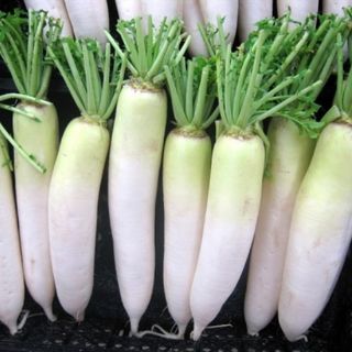Hạt giống Củ Cải Trắng RADO gói 50GR cao cấp, năng suất cao, củ nặng ký