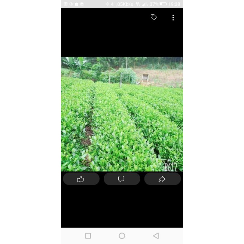 Chè khô tuyên quang 1kg trồng trên núi ngon sạch