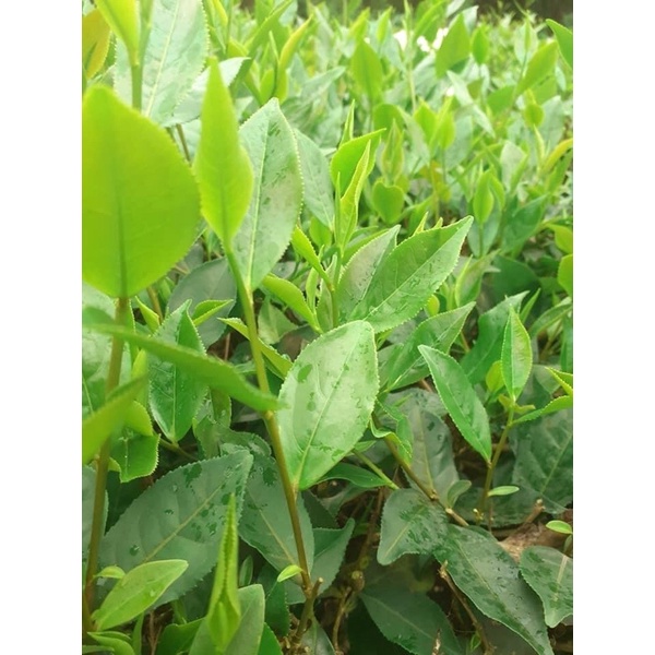 [FREESHIP 99K TOÀN QUỐC] Trà búp thái nguyên loại 1 tôm 2 lá 500g | BigBuy360 - bigbuy360.vn