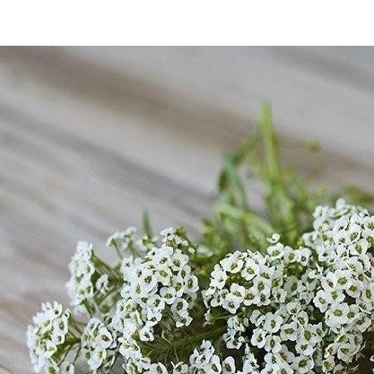 100h Hạt Giống Hoa Ngàn Sao luckyseed hạt siêu rẻ