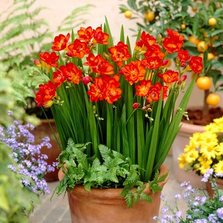 Củ giống hoa lan nam phi hoa màu đỏ ( mỗi củ tặng 1 vien nén ươm củ)