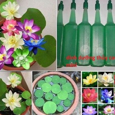 Hạt giống sen mini nhật mix màu - 1 gói 5 hạt - tặng 1 chai dung dịch dinh dưỡng trồng sen - HG1