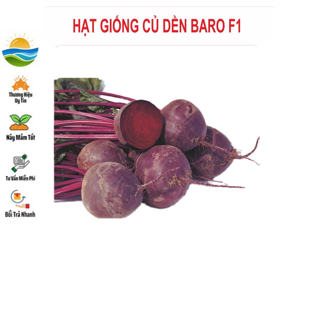 Hạt giống CỦ DỀN (Đỏ) 2Gram