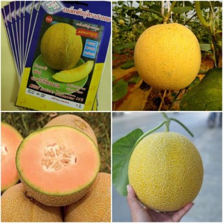 [Big Sale] 25H - Dưa lưới vỏ vàng siêu ngọt F1 Thái Lan