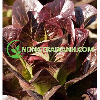 3000H - HẠT GIỐNG RAU XÀ LÁCH ROMAINE ĐỎ CHỊU NHIỆT