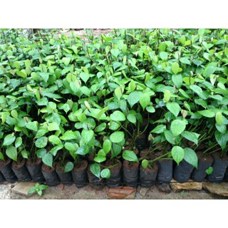 GIỐNG TIÊU SRYLANKA