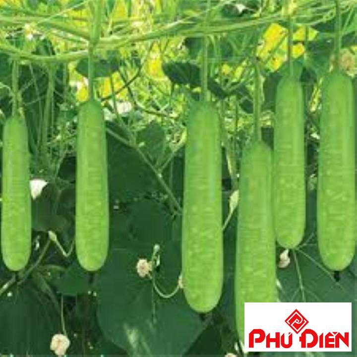 gói 10 hạt giống bầu xanh baby PHÚ ĐIỀN