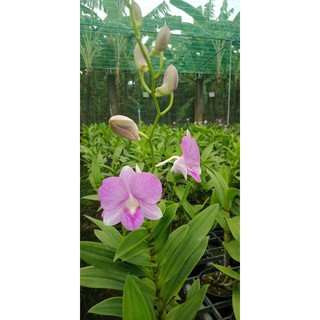 Cây giống dendro màu mix màu