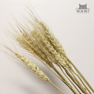 [WAWI] 10 cành (tặng 1) bông lúa mạch khô chụp decor
