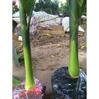 cau tứ quý