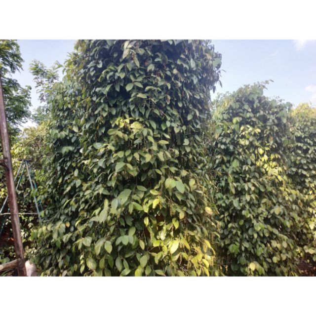 Tiêu xanh nguyên chùm 500g