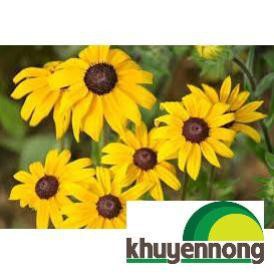 Gói 200 hạt giống hoa cúc tâm đen (susan- rudbeckia)