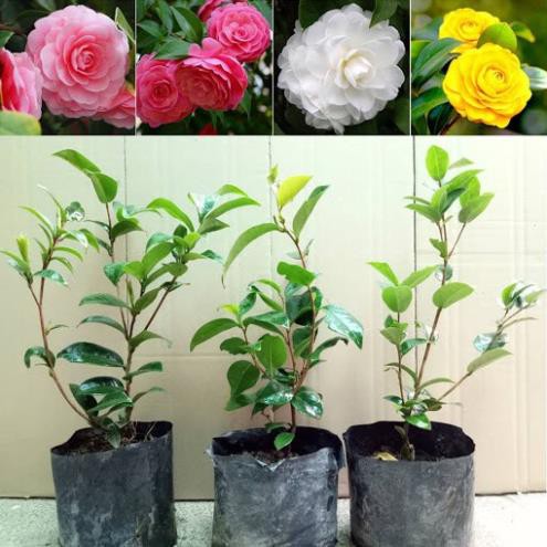 Cây Giống Trà My Nhiều Màu