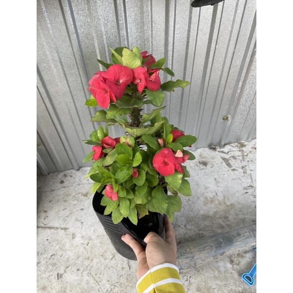 Cây xương rồng bát tiên