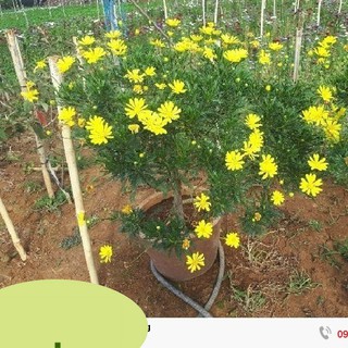 Hạt giống hoa cúc thân gỗ