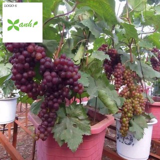 Gói 10 Hạt giống Nho pháp