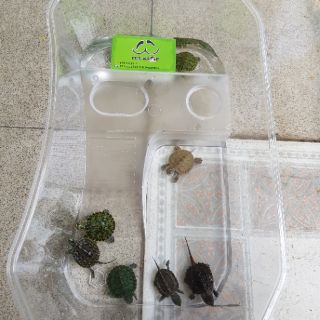 Hồ nuôi Rùa bán cạn big Size