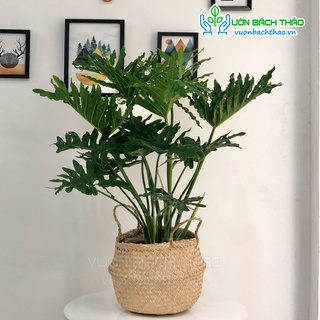 Cây trầu bà thanh xuân trồng chậu cói