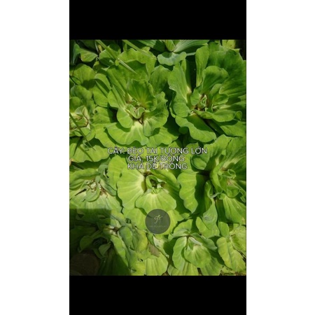 Bèo Cái -Cây Thủy Sinh-Trang Trí Hồ Cá