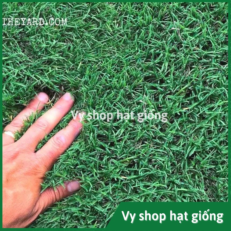 Hạt giống cỏ Bermuda  loại cao cấp nhập Mỹ trồng thảm sân vườn gói 500 hạt