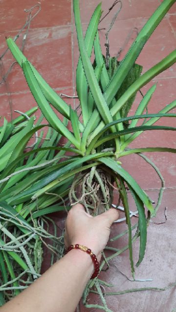 Hoa phong lan Sóc thái trắng