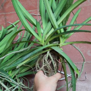 Hoa phong lan Sóc thái trắng