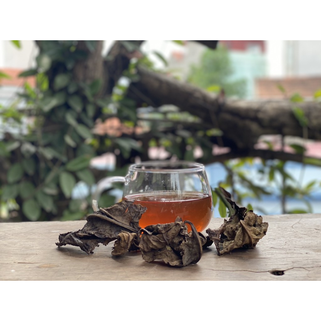 LÁ CHÈ BANCHA- CHÈ GIÀ