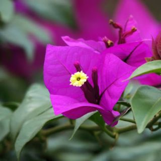 Cây 🌲 hoa giấy Vạn Hoa Lầu... đang hoa