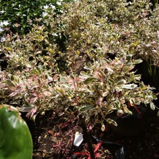 Cây bàng Ruby Nhật Bản