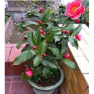 Cây Hoa Hải Đường lớn, cây to khỏe, đang nụ gửi đi nguyên bầu chơi tết