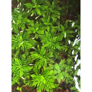 Thuỷ Cúc (Cây Cắt Cắm 1k/ngọn)