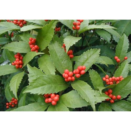 Cây sói rừng DV020