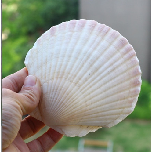 Cát Biển Trắng Xanh Vàng/ Nhím Biển, Ốc Sò Biển, Vỏ Sò Điệp, San Hô cỡ lớn trang trí chụp ảnh siêu đẹp
