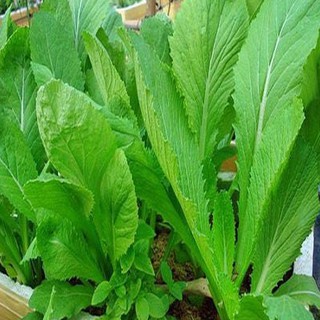 20gram hạt giống cải bẹ xanh mỡ
